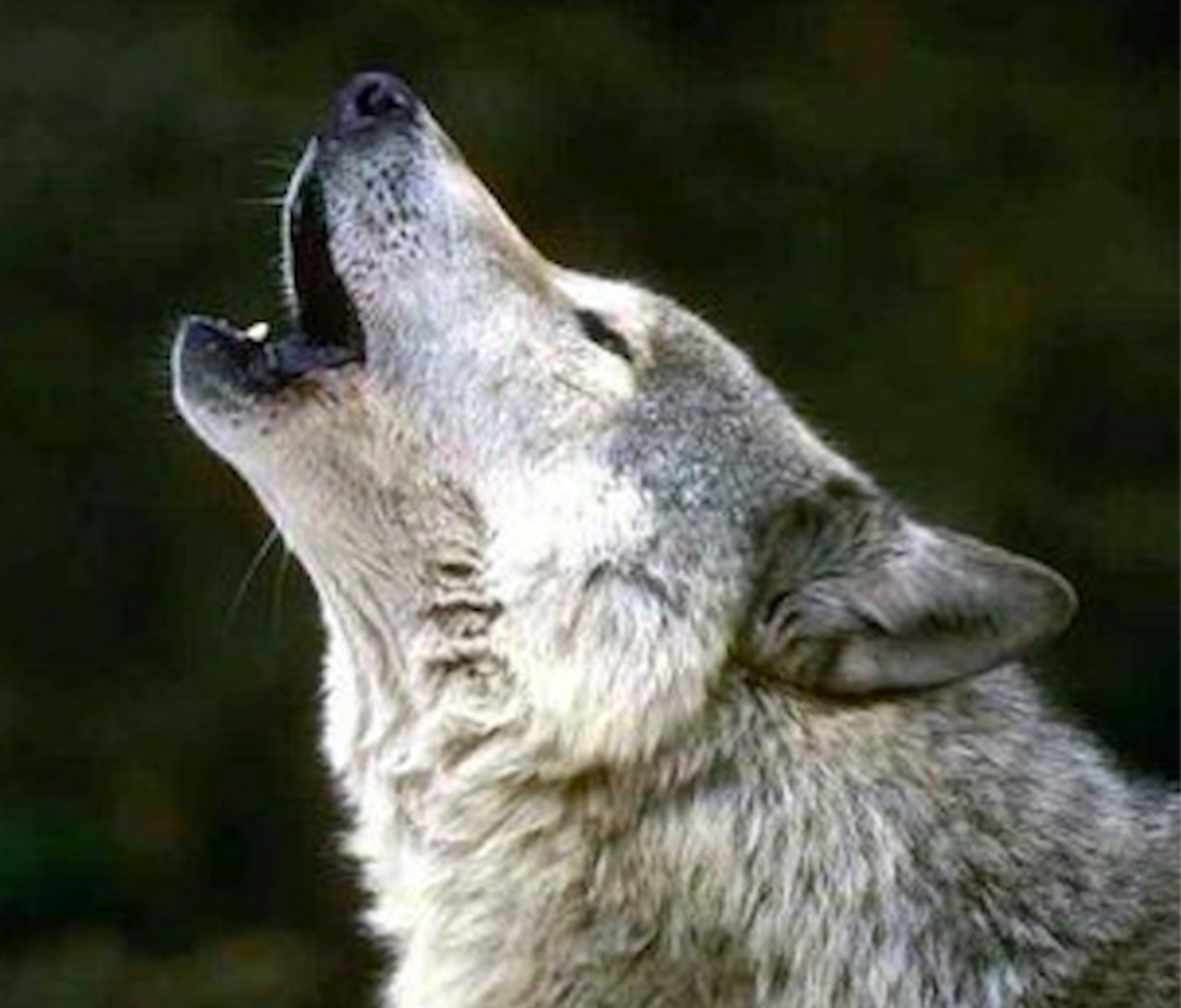 Altoatesini e trentini amano il lupo: si alle recinzioni e no  all'abbattimento - La voce di Bolzano