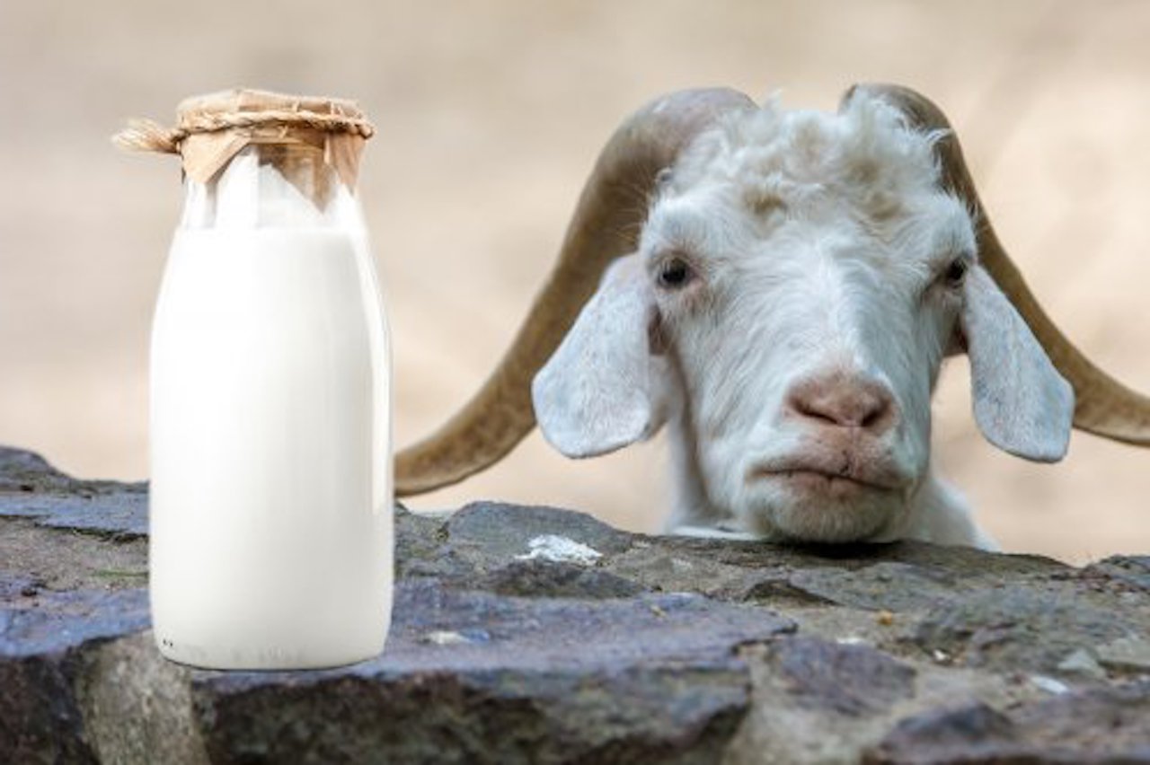 In cosa si differenzia il latte di pecora e di capra dal latte di