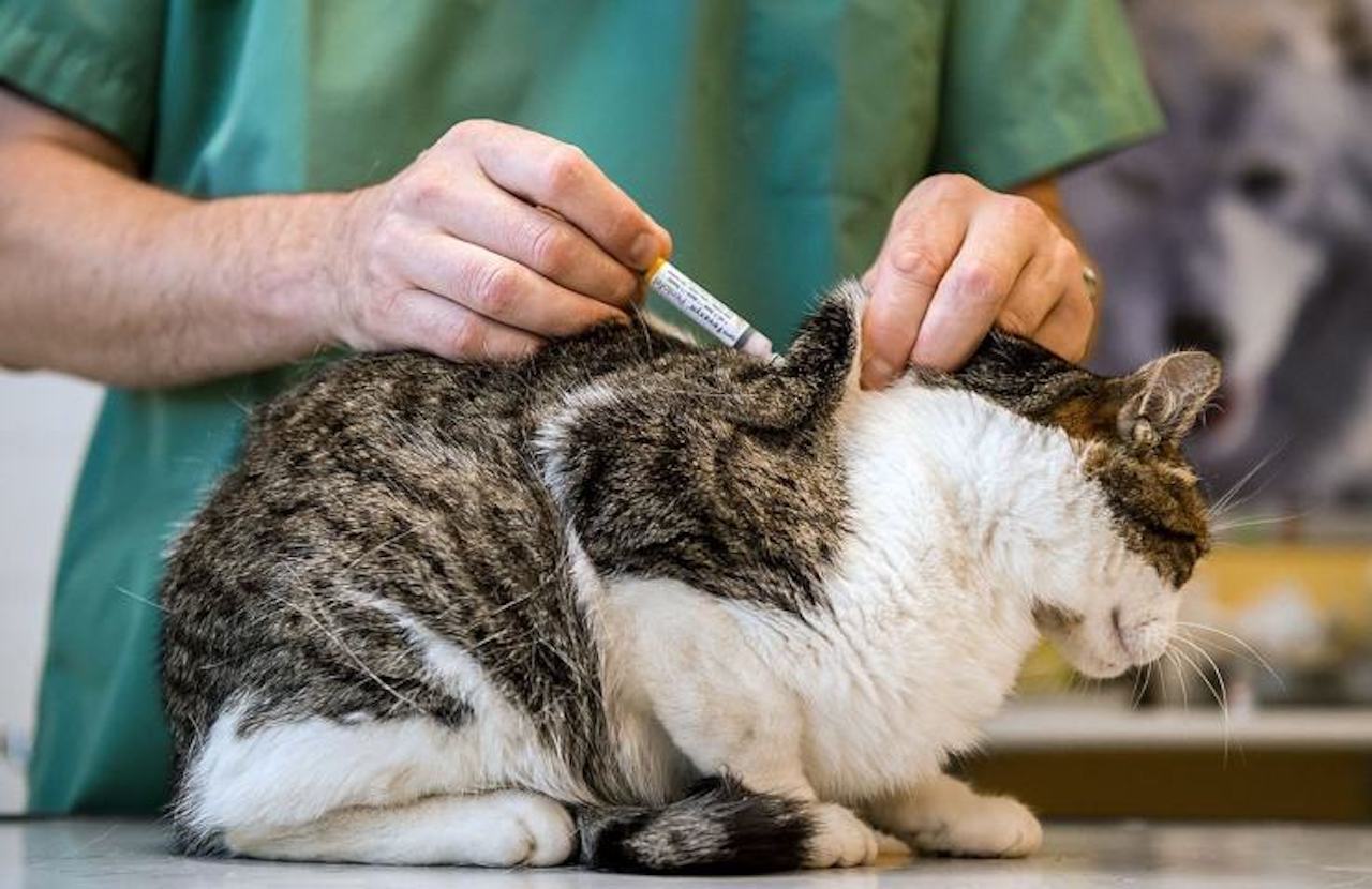 Microchip e sterilizzazione dei gatti di proprietà: Pegoraro lancia l'idea  dell'Open Day - La voce di Bolzano